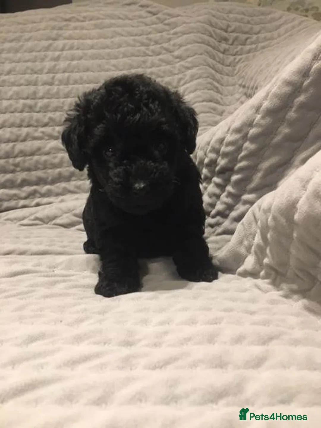 Mixed Breed dogs for sale: lakeypoo - Advert 2