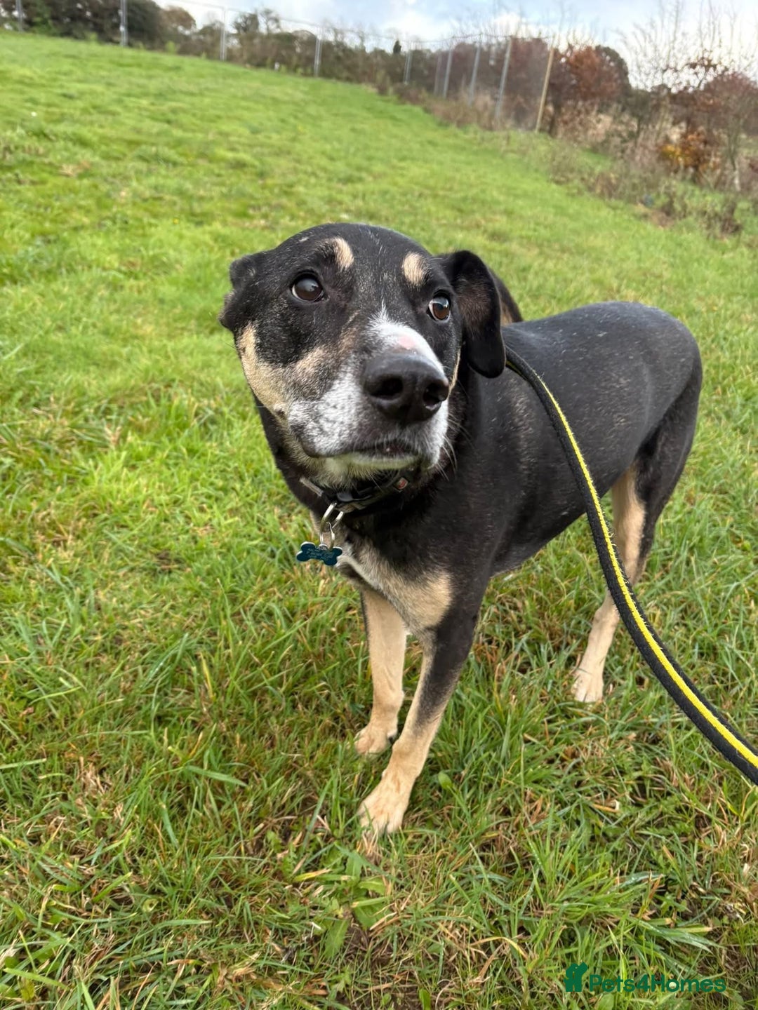 Mixed Breed dogs for adoption: Ralph - Norwich Norfolk  - Advert 4