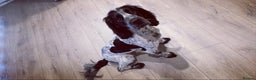 Sprocker dogs for stud: Twice proven handsome Sprocker available for stud in Mexborough - Advert 10