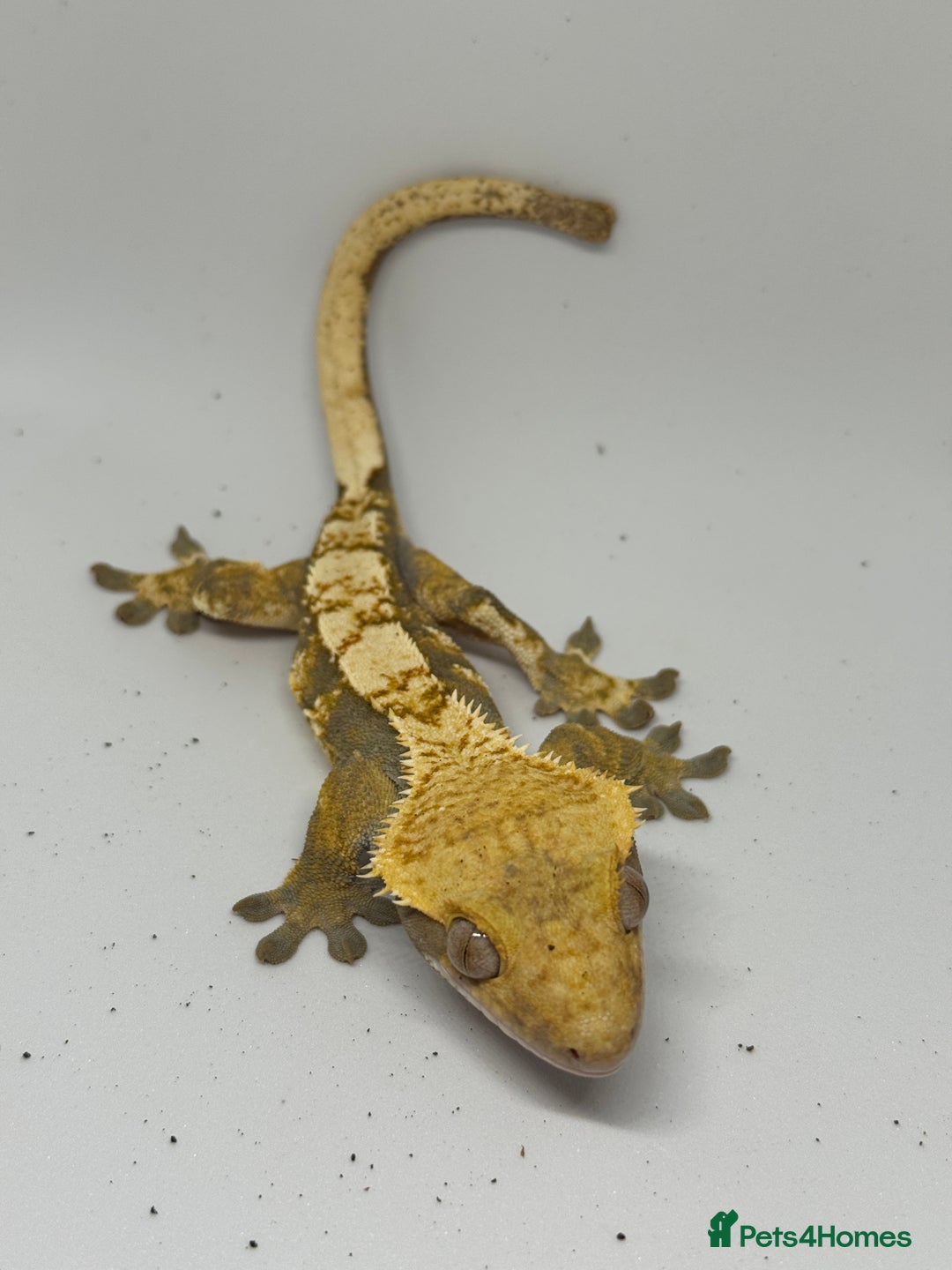 Gecko reptiles for sale: Crested Geckos (can provide full setup) - Advert 6