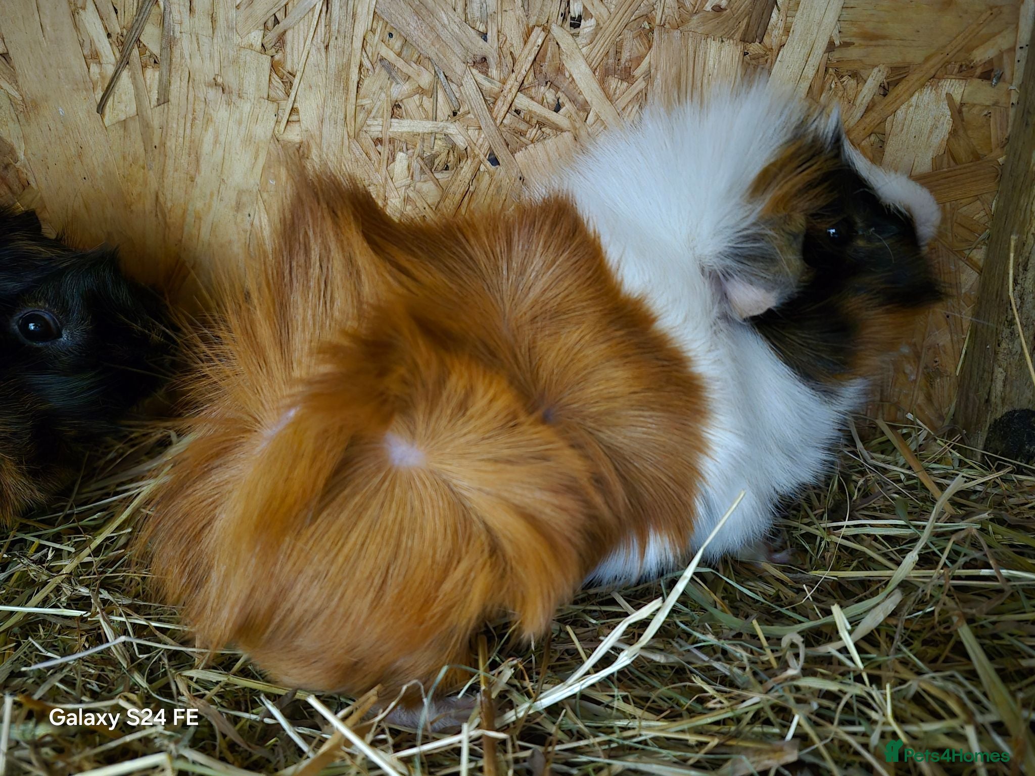 Guinea Pig rodents Boars available  - Advert 2