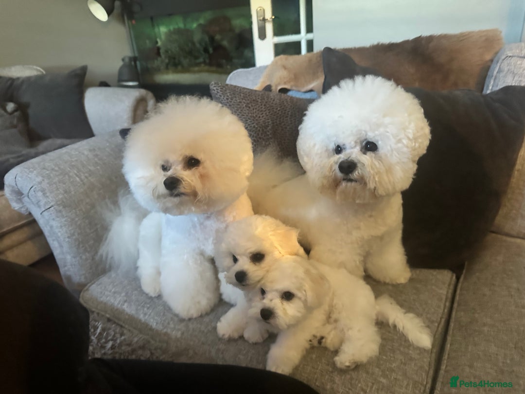 Bichon Frise dogs for sale: KC Bichon Frise puppies in Northampton - Image 3