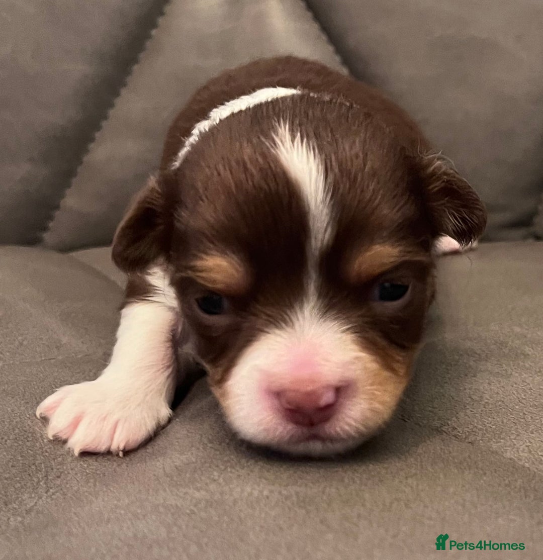 Chihuahua dogs for sale: chihuahua boy puppies  - Advert 7