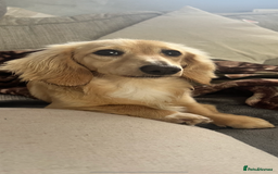 Miniature Dachshund dogs for sale: Cream female mini dachshund  - Image 2