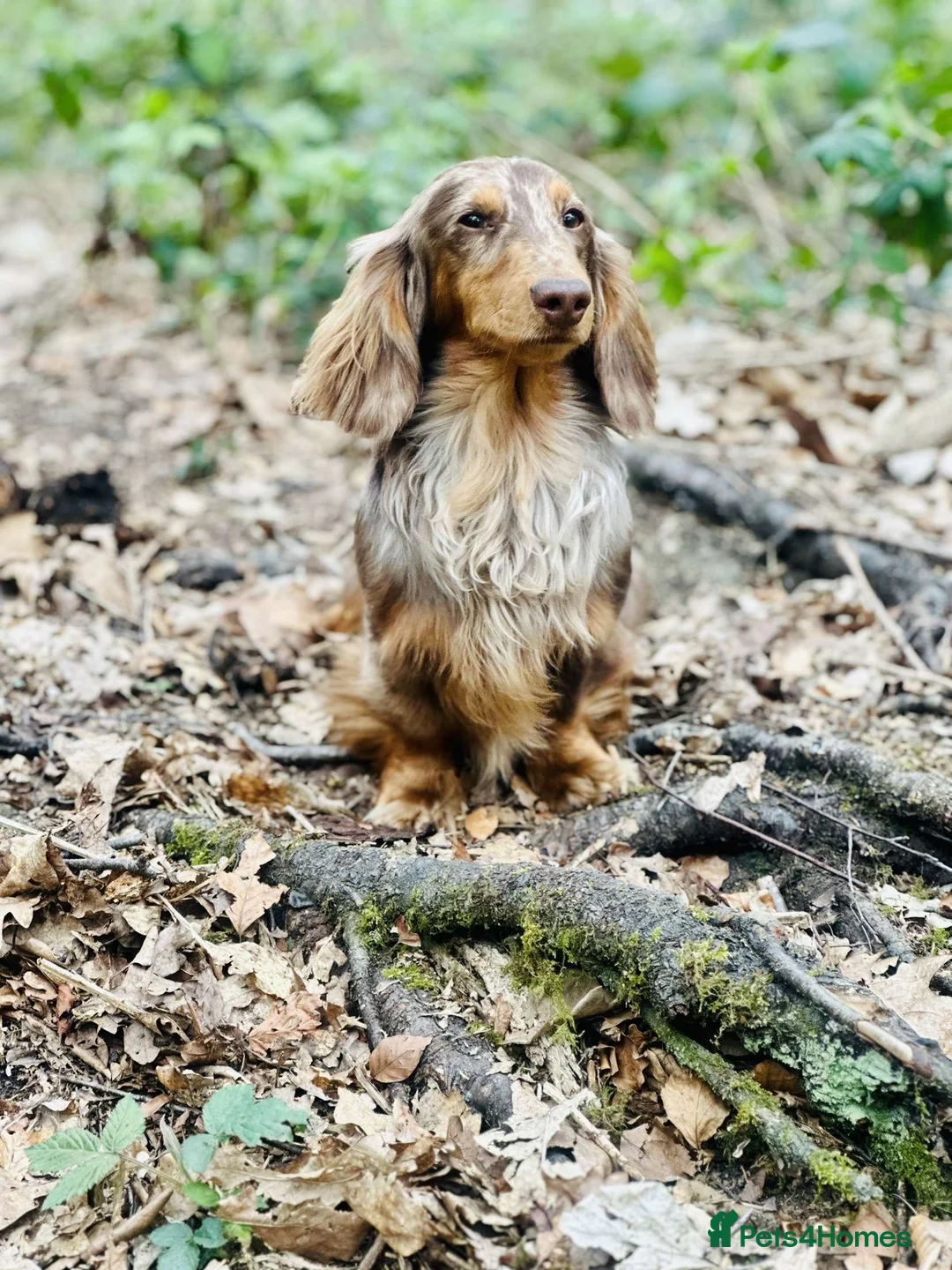 Dachshund dogs for stud: Long haired dachshund stud boys  in Leeds - Advert 19