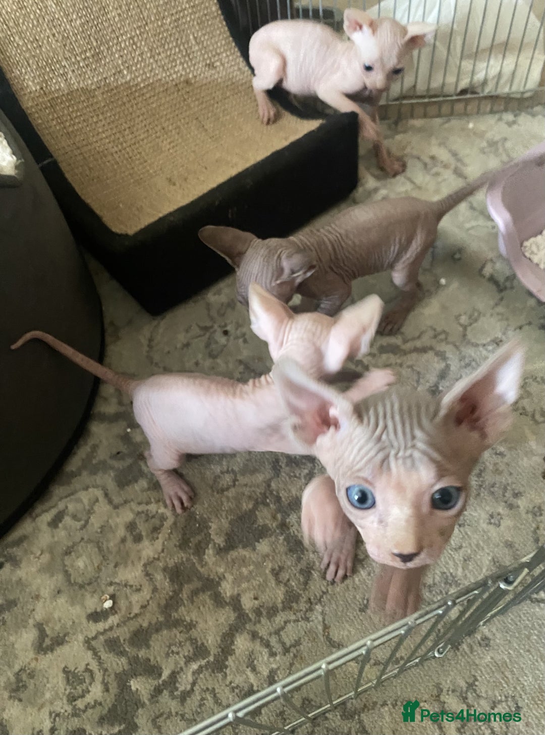 Sphynx cats for sale: 4 Sphynx Kittens ready soon! - Image 3