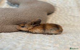 Mini Lop rabbits for sale: Mini plush lop babies 🫶🏻 ready to reserve! ✨  - Image 4