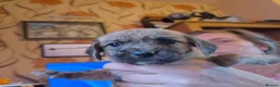 Mixed Breed dogs for sale: Schweenie Breed  in Wakefield - Advert 6