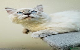 Ragdoll cats for sale: GCCF full pedigree ragdoll kittens  - Image 8