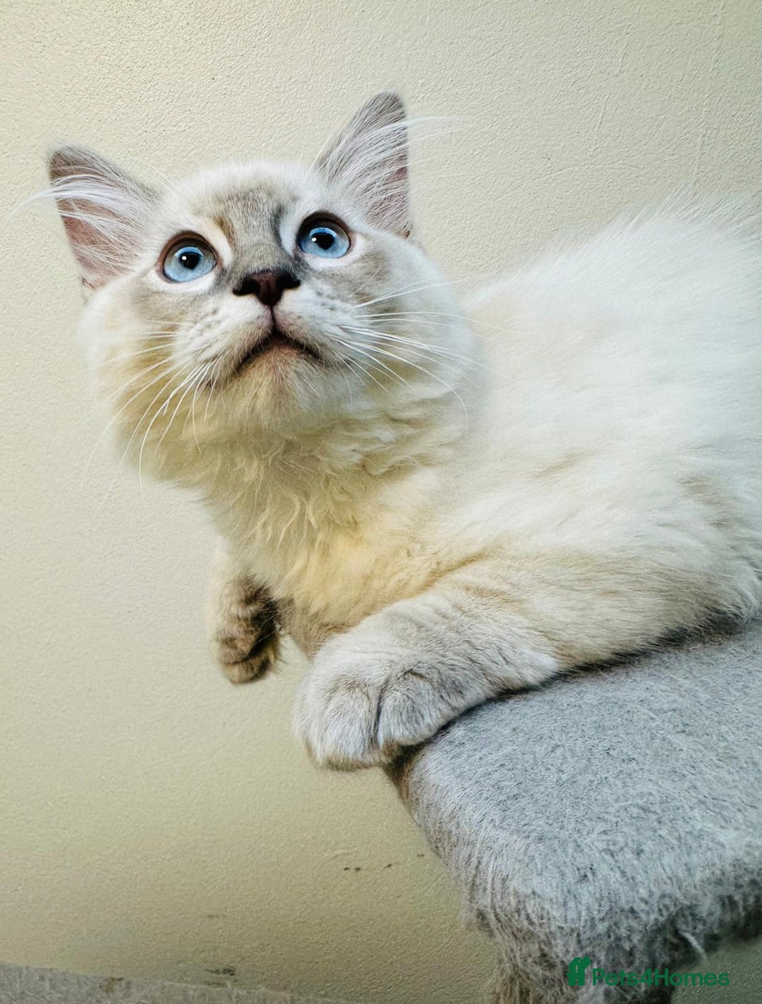 Ragdoll cats for sale: GCCF full pedigree ragdoll kittens  - Image 8