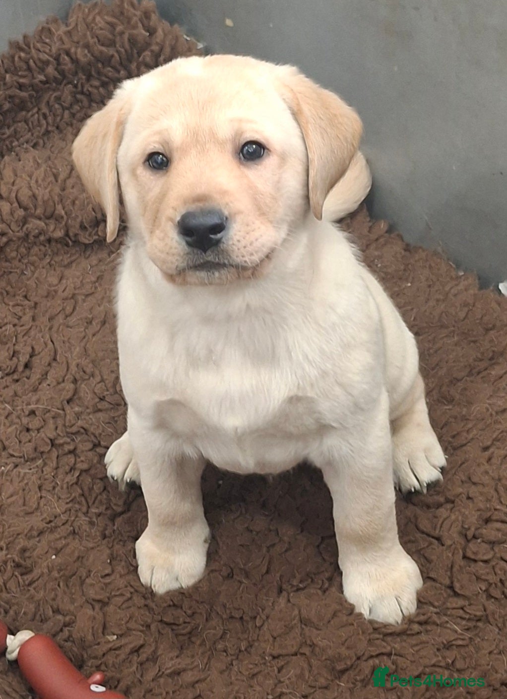 Labrador Retriever dogs KC registered Health Tested Labrador Puppy - Advert 4