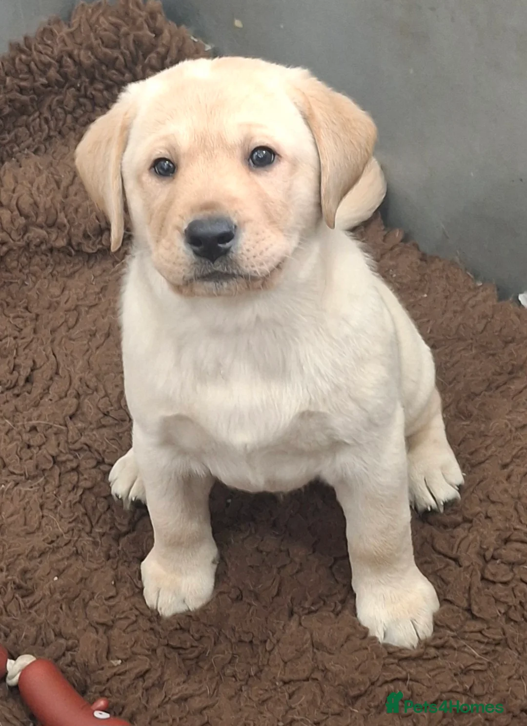 Labrador Retriever dogs for sale: KC registered Health Tested Labrador Puppy - Advert 2