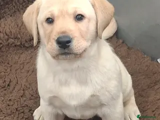 Labrador Retriever dogs KC registered Health Tested Labrador Puppy - Advert 4