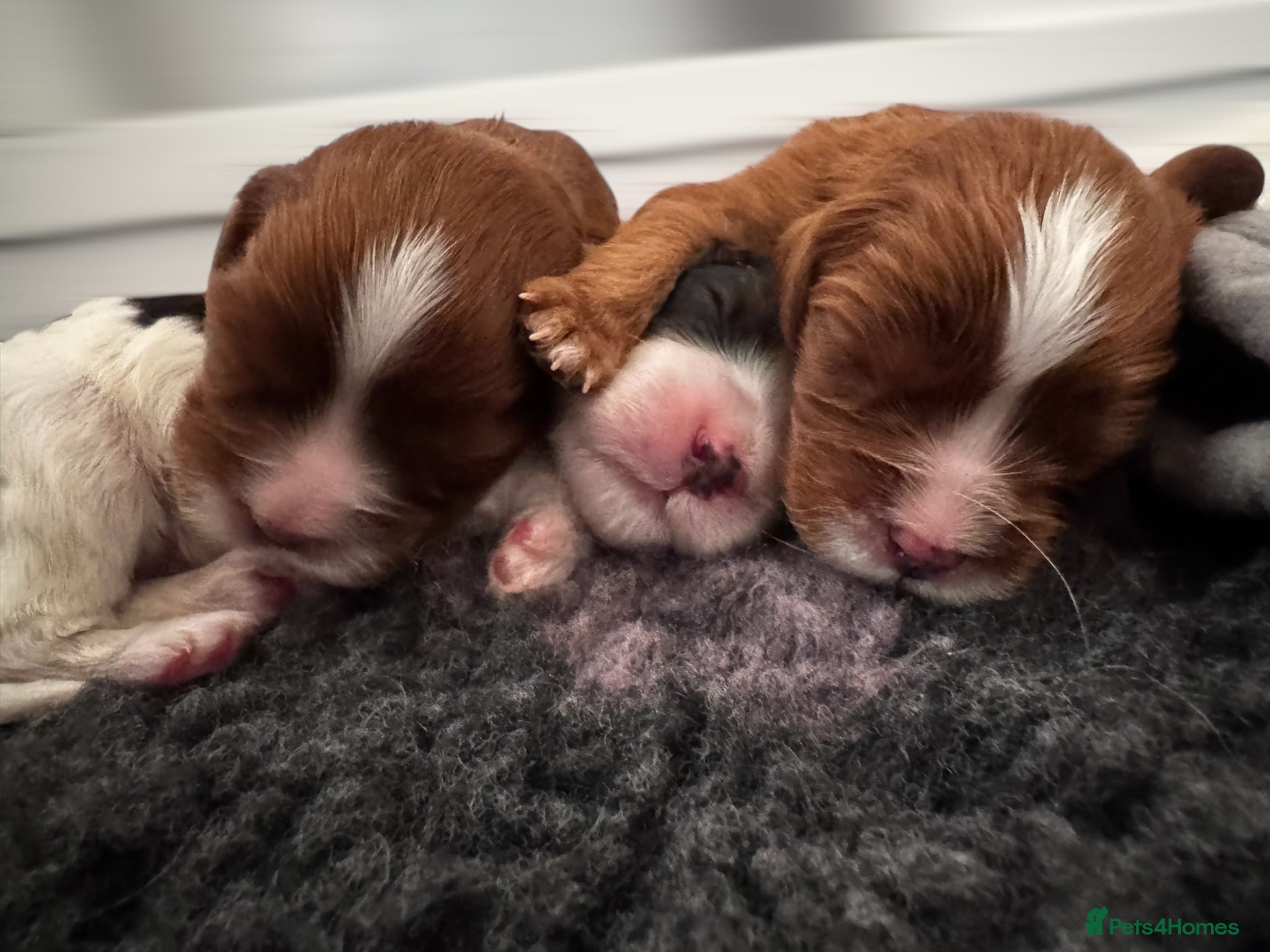 Cavalier King Charles Spaniel dogs Chocolate carriers ,Kc register , DNA tested - Advert 3