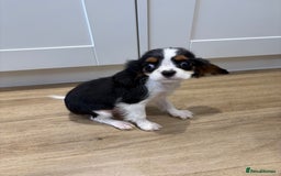 Cavalier King Charles Spaniel dogs for sale: Beautiful King Charles Cavalier puppies for sale  - Image 8