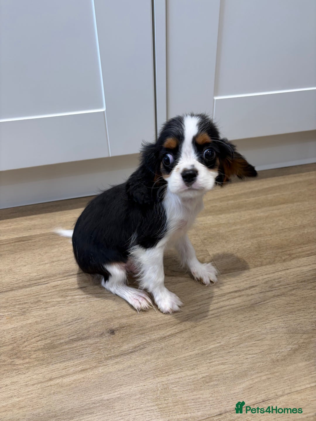 Cavalier King Charles Spaniel dogs for sale: Beautiful King Charles Cavalier puppies for sale  - Image 8