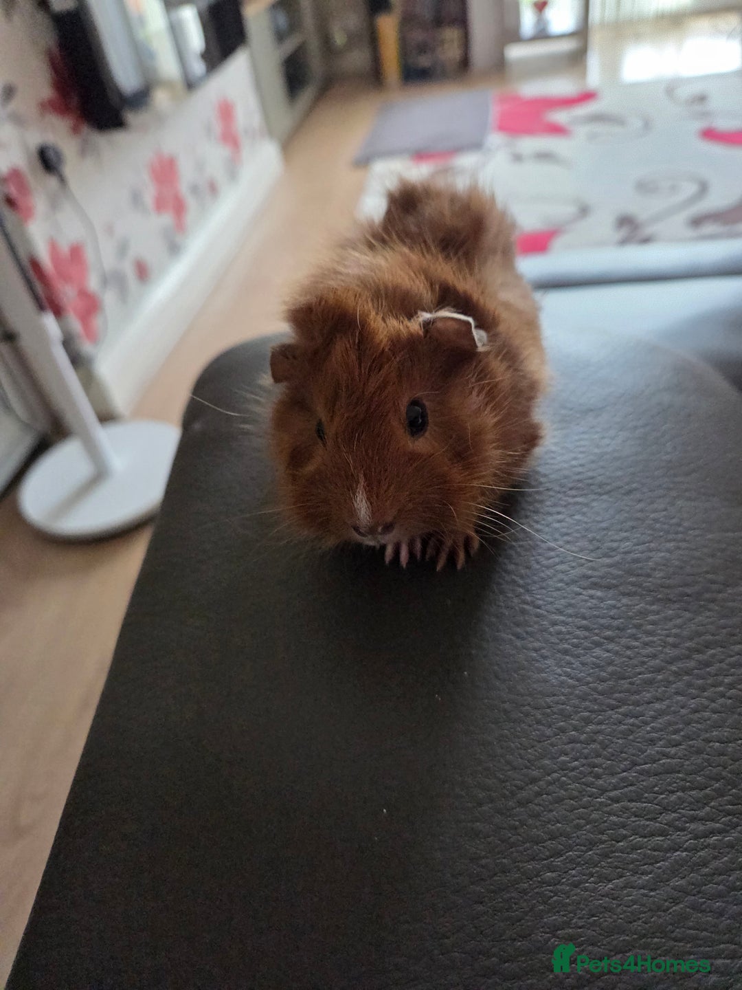 Guinea Pig rodents for sale: Baby female guinea pigs - Image 4
