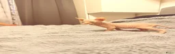 Sphynx cats for sale: 😍TWO SPHYNX VOYS😍 - Advert 19