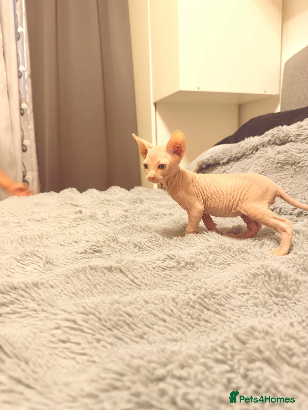 Sphynx cats for sale: 😍TWO SPHYNX VOYS😍 - Advert 19