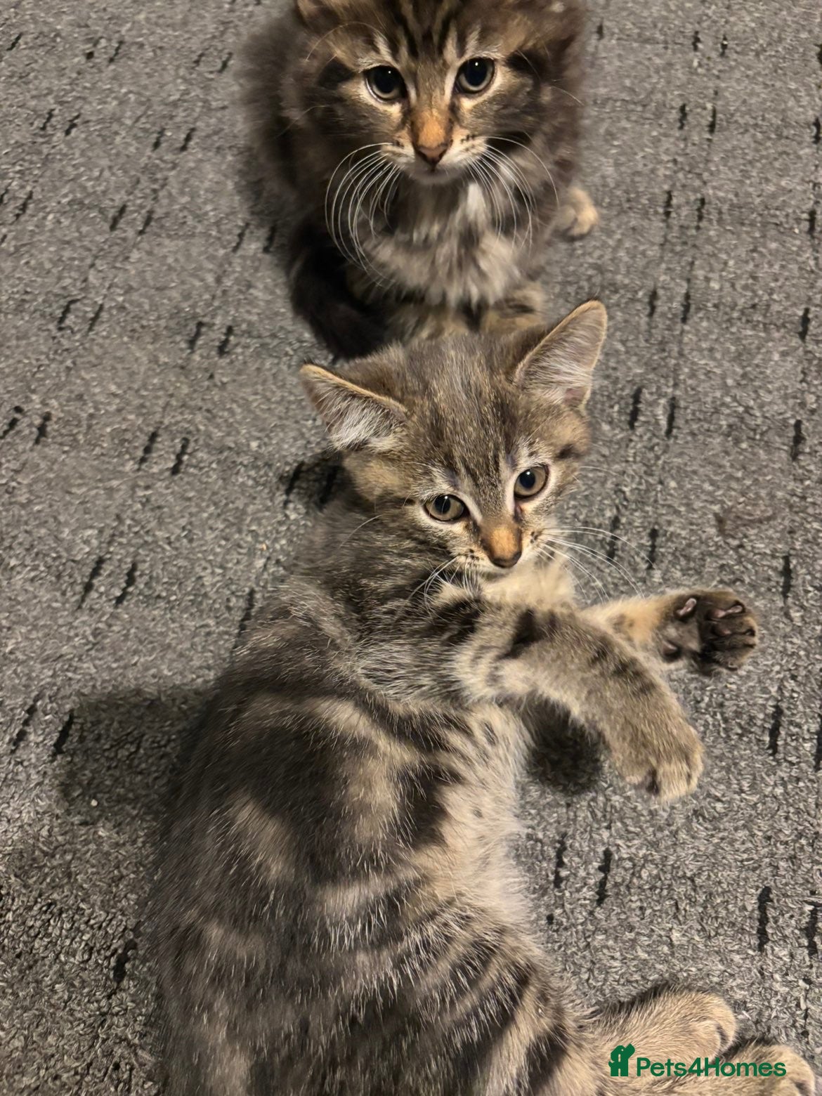 Mixed Breed cats Cute Kittens For Sale - Advert 2