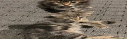 Mixed Breed cats for sale: Cute Kittens For Sale - Advert 1