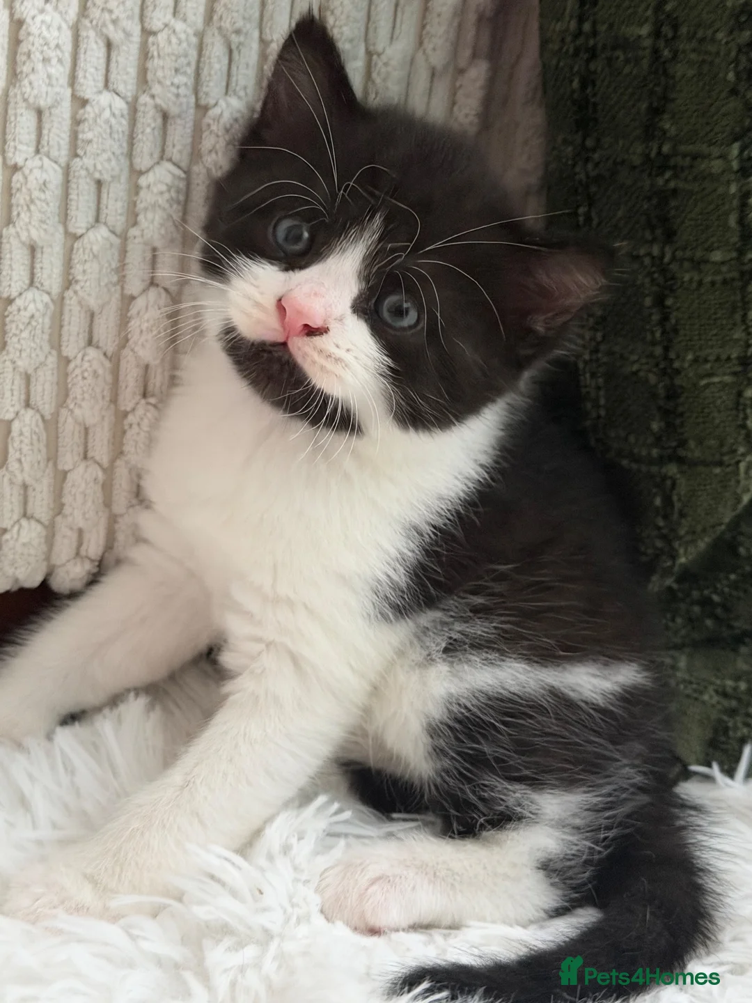 Mixed Breed cats for sale: Dribble - Advert 8
