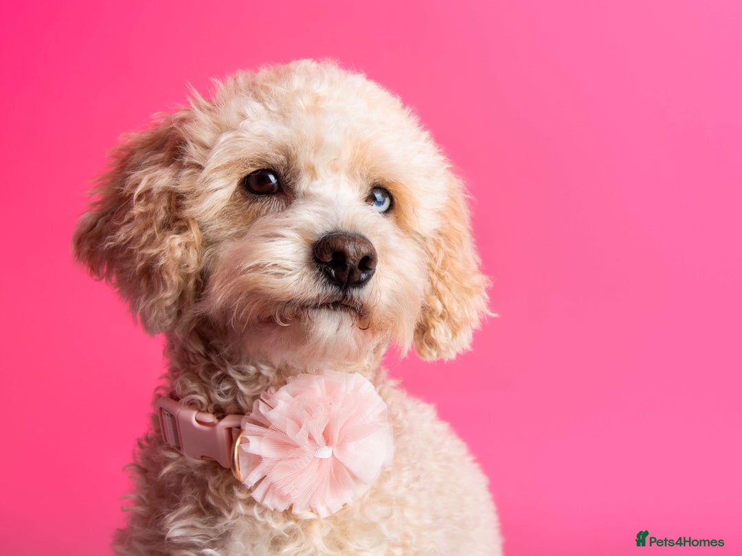 Mixed Breed dogs for sale: 4 boys 2 girls cavapoo x cockapoo puppies - Image 15