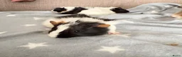 Guinea Pig rodents for sale: 4 baby boy guinea pigs - Advert 3