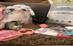 Miniature Dachshund dogs for sale: Pra hereditary clear min smooth dachshund  - Advert 2