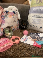 Miniature Dachshund dogs Pra hereditary clear min smooth dachshund - Advert 4