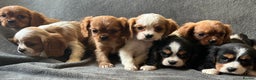 King Charles Spaniel dogs for sale: King Charles cavalier puppies 3 girls 4 boys - Advert 7