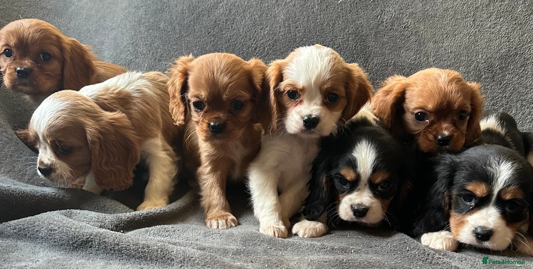 King Charles Spaniel dogs for sale: King Charles cavalier puppies 3 girls 4 boys - Advert 7