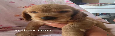 Cocker Spaniel 3