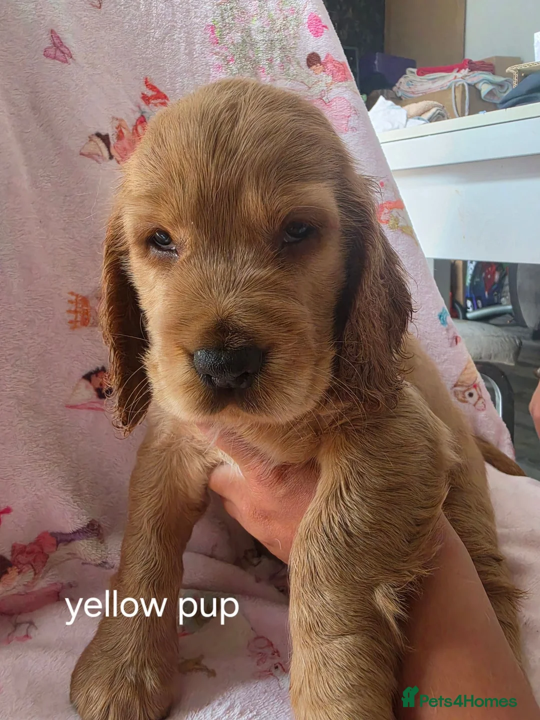 Cocker Spaniel dogs for sale: Show cocker spainel  - Advert 6