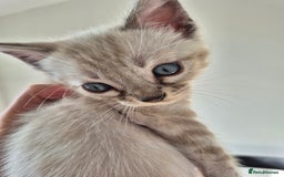 Bengal cats for sale: TICA large/clouded rosettes snow bengal kittens  - Image 24