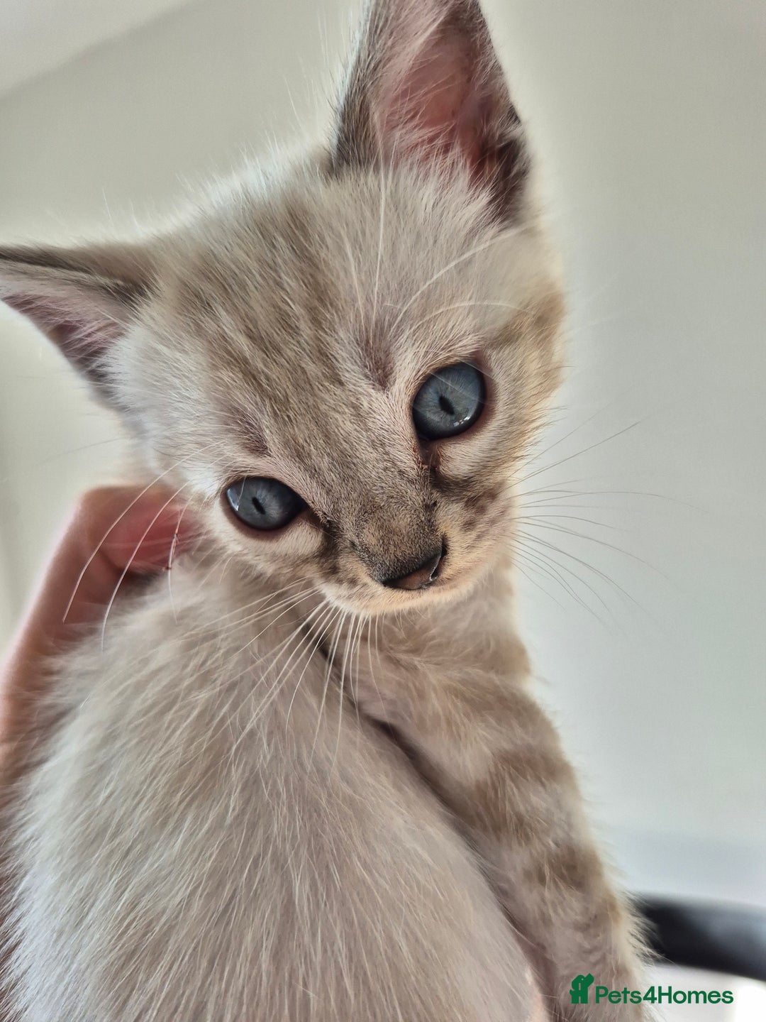 Bengal cats for sale: TICA large/clouded rosettes snow bengal kittens  - Image 24