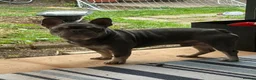 French Bulldog dogs for sale: 4 year old boy for sale - Advert 2