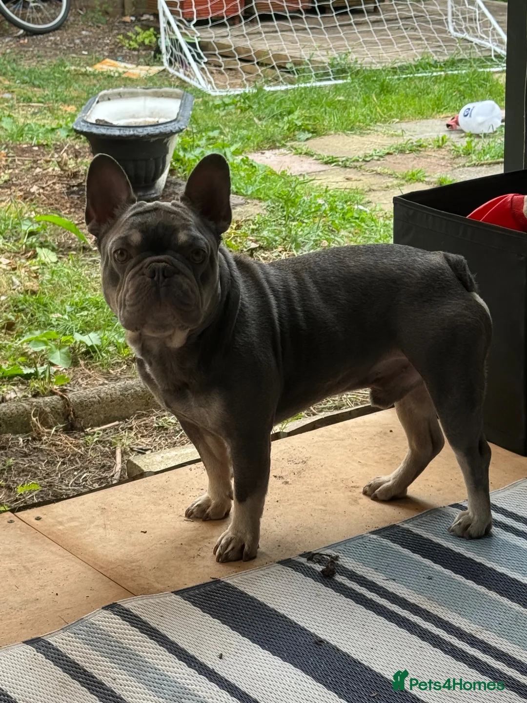 French Bulldog dogs for sale: 4 year old boy for sale - Advert 2
