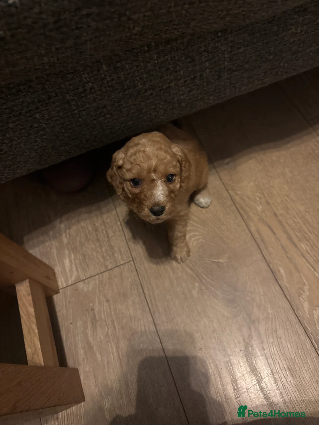 Mixed Breed dogs for sale: gorgeous cockacavapoochon for sale, !!LAST ONE!! - Advert 1
