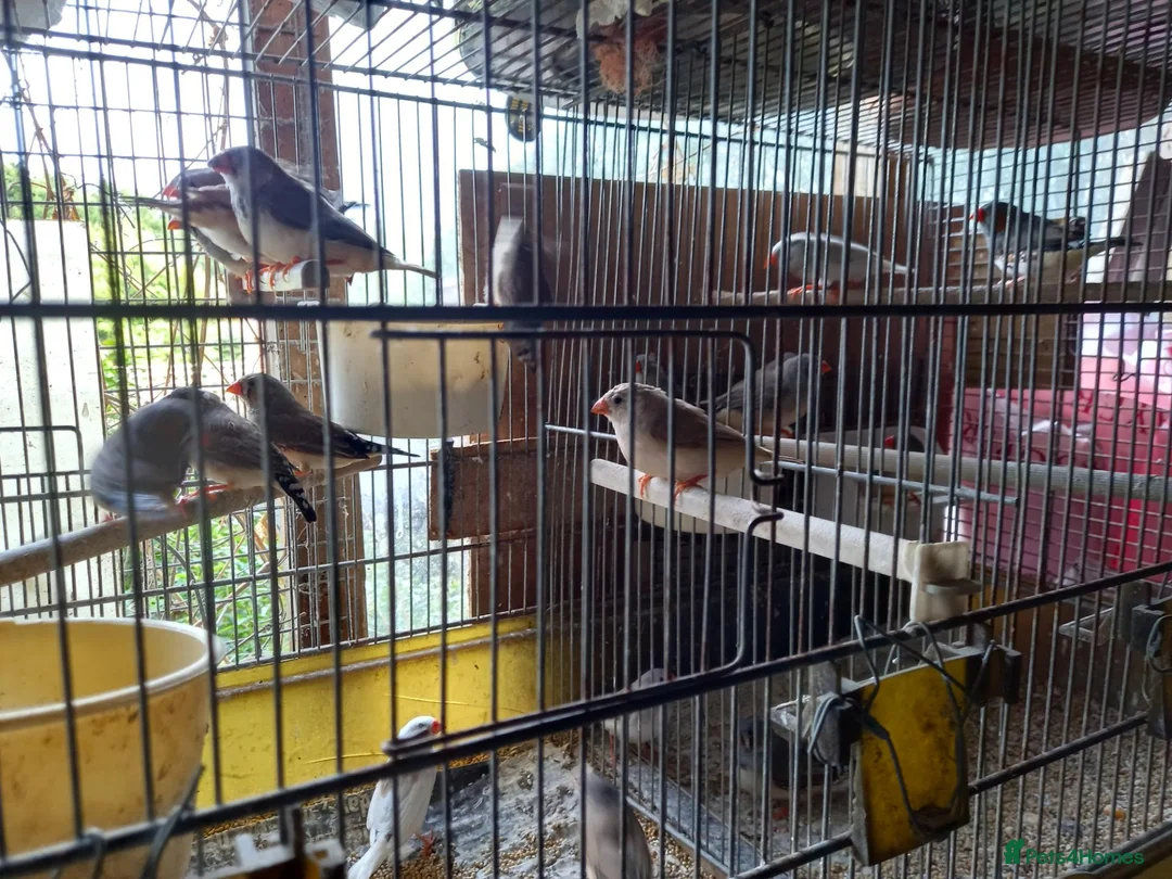 Finches birds for sale: Zebra finches for sale  in Uckfield - Advert 2