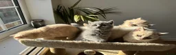 British Shorthair cats for sale: Adorable British Shorthair Kittens  🐱 - Advert 17
