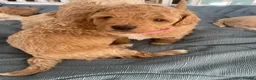 Poochon dogs for sale: Perfect poochon Perfection  in Colchester - Advert 17