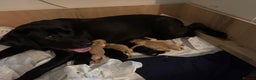 Labrador Retriever dogs for sale: Gorgeous Working Labrador puppies  - Advert 18