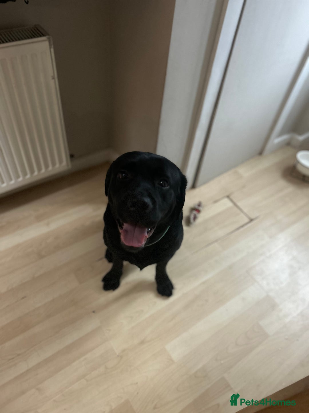 Labrador Retriever dogs for sale: Beautiful Lab - Advert 3