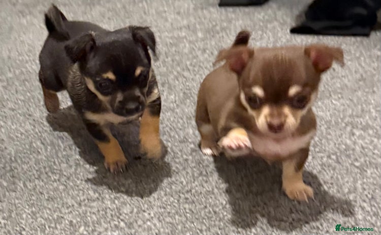 Chihuahua dogs - Advert 1