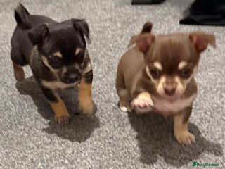 Chihuahua dogs - Advert 35