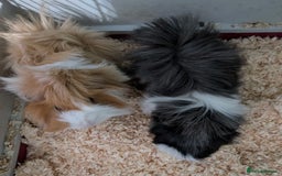 Guinea Pig rodents for sale: Guinea pigs!  - Image 2