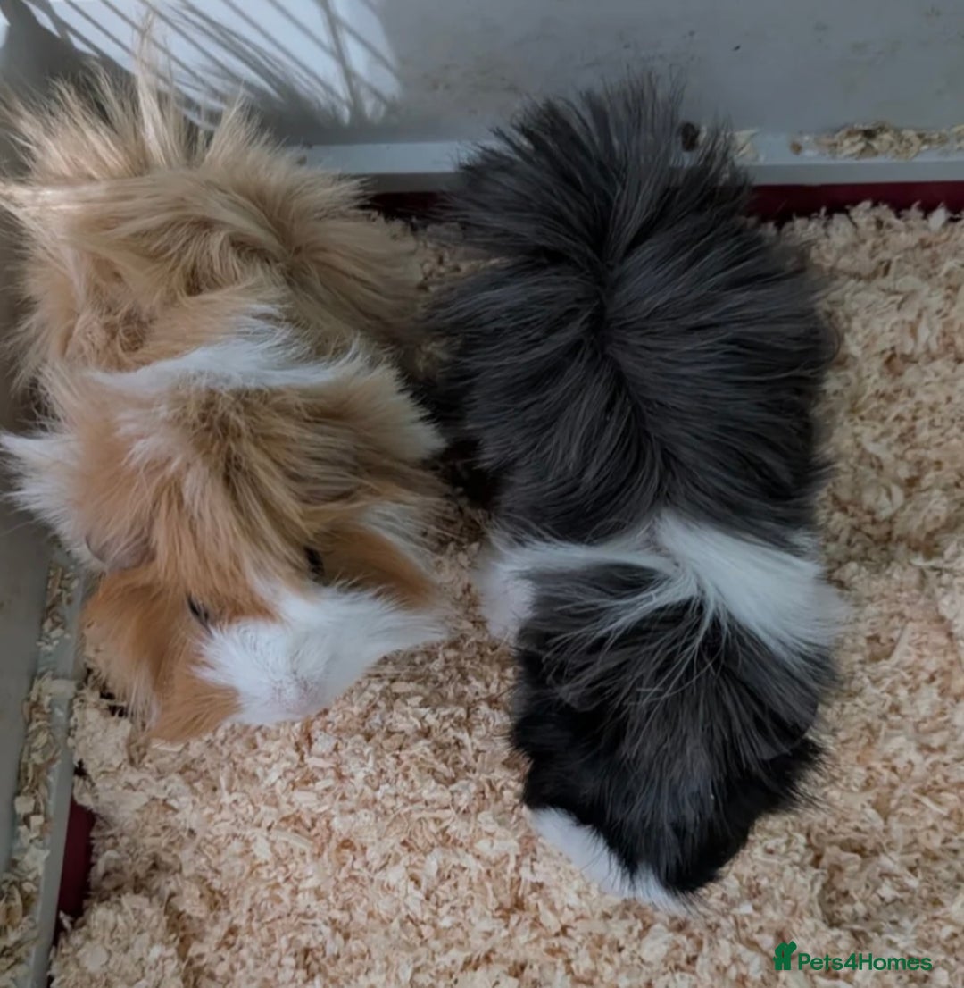 Guinea Pig rodents for sale: Guinea pigs!  - Image 2