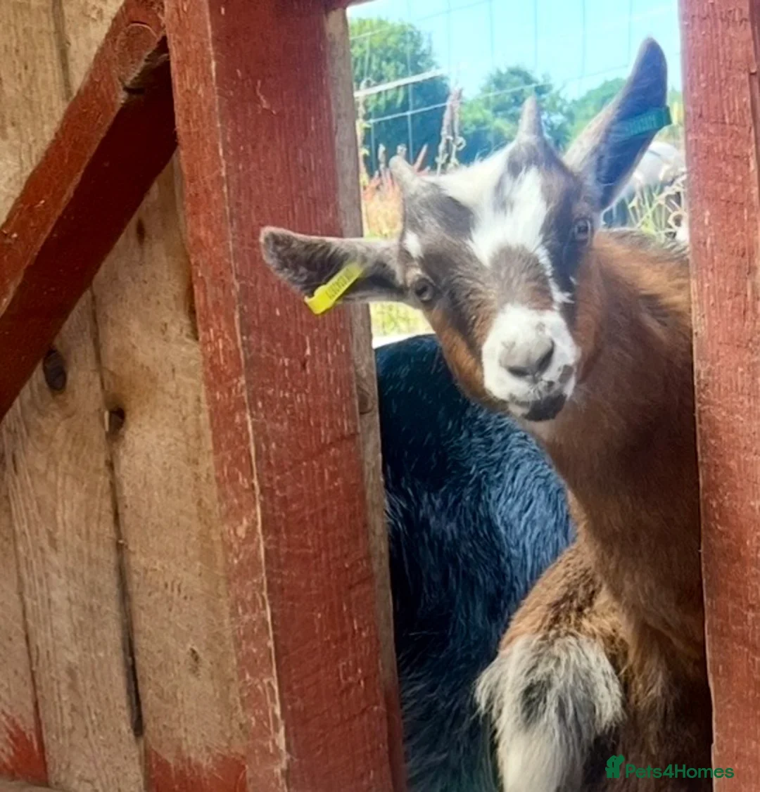 Goats livestock for sale: Pygmy kid wether  - Advert 5