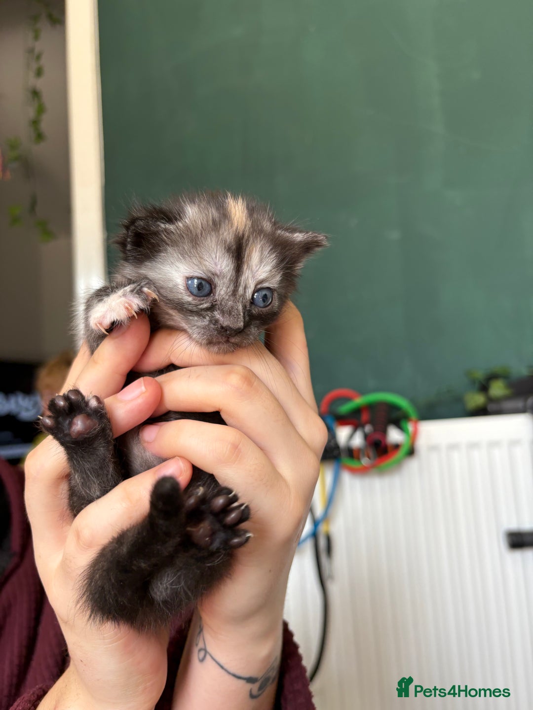 Bengal cats for sale: Beautiful half bengal kittens  - Image 15